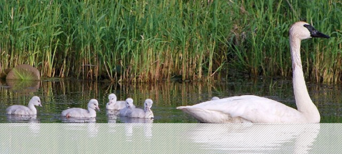Swans - Birding