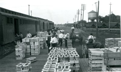 Workers loading fruit on to train black and white