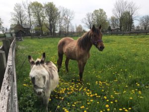Donkey and horse in pasture at Bronte Creek